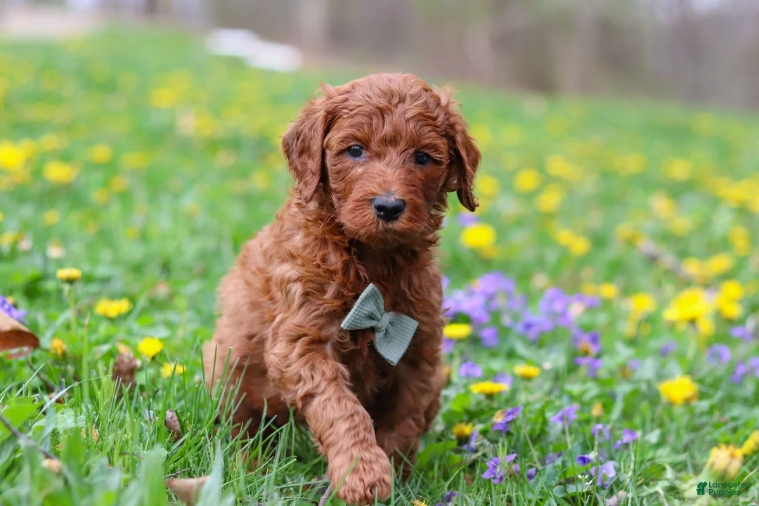 Goldendoodle dogs for sale: Benson F1b - Ad 2