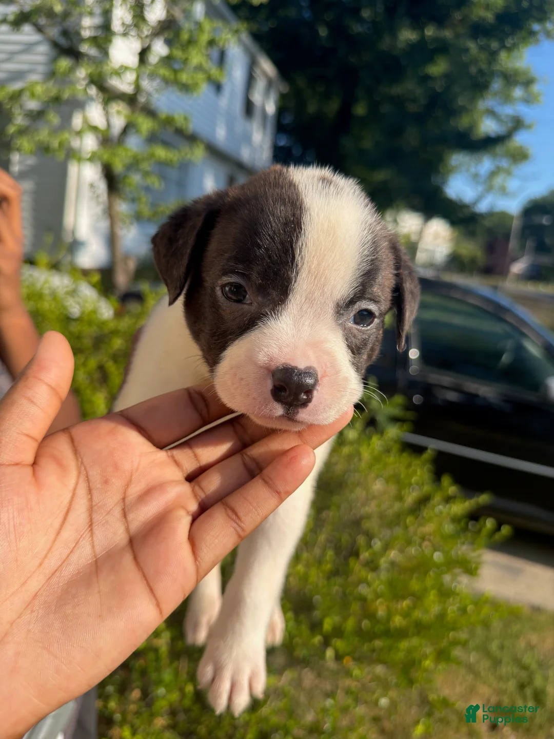 American Pit Bull Terrier dogs for sale: Snoopy (boy)  - Ad 1