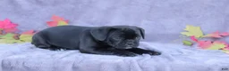 Mixed Breed dogs for sale: Zoe - Ad 4