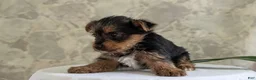 Yorkshire Terrier dogs for sale: Zoey - Ad 9
