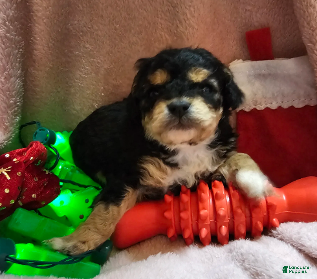 Cavapoo dogs for sale: Bananna - Ad 3