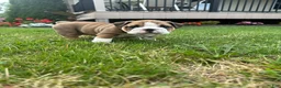 English Bulldog dogs for sale: Becca - Ad 3