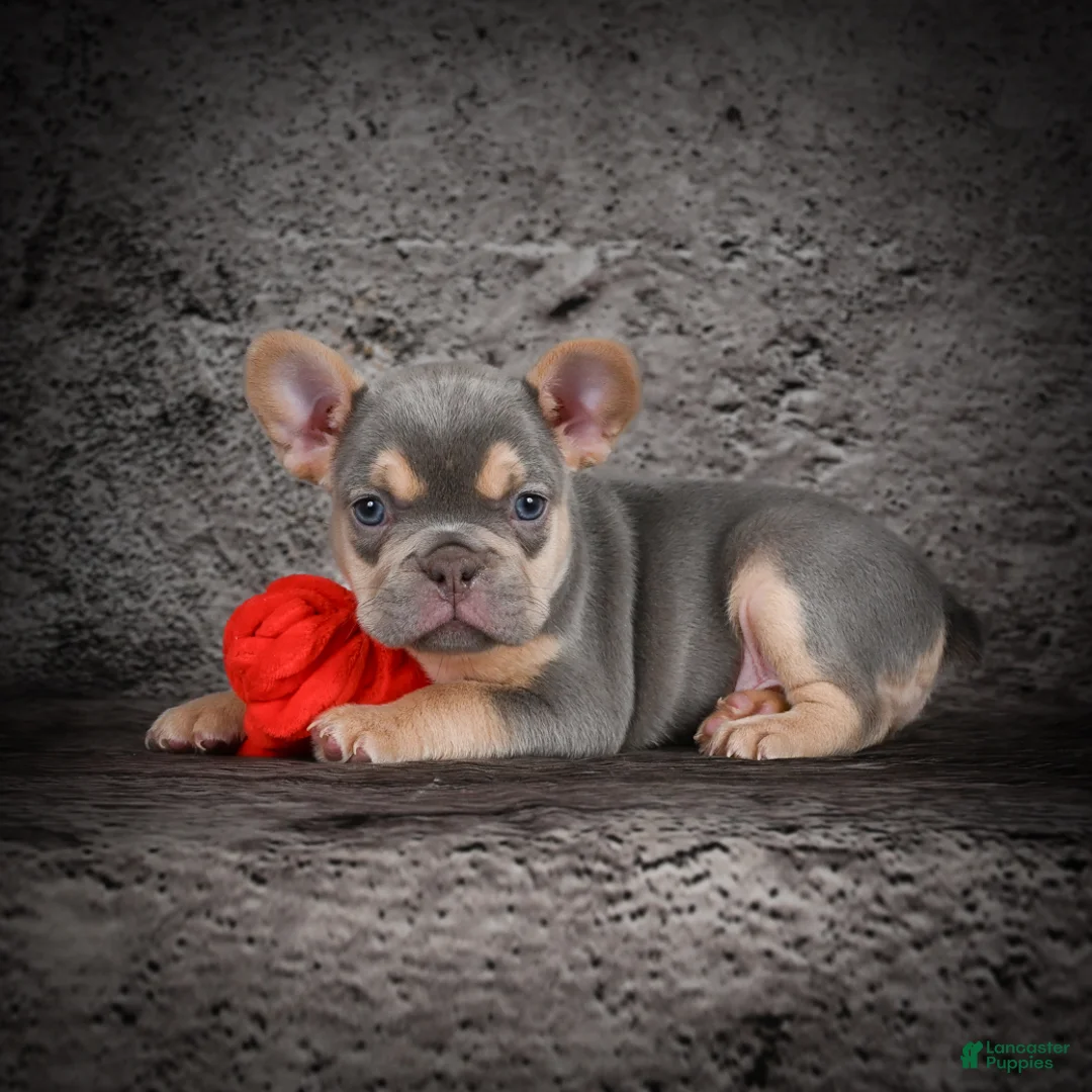 French Bulldog dogs for sale: Oscar - Ad 1