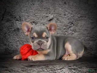 French Bulldog dogs Oscar - Ad 19