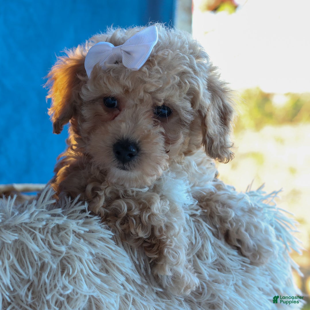 Miniature Poodle dogs for sale: LEO - Ad 2