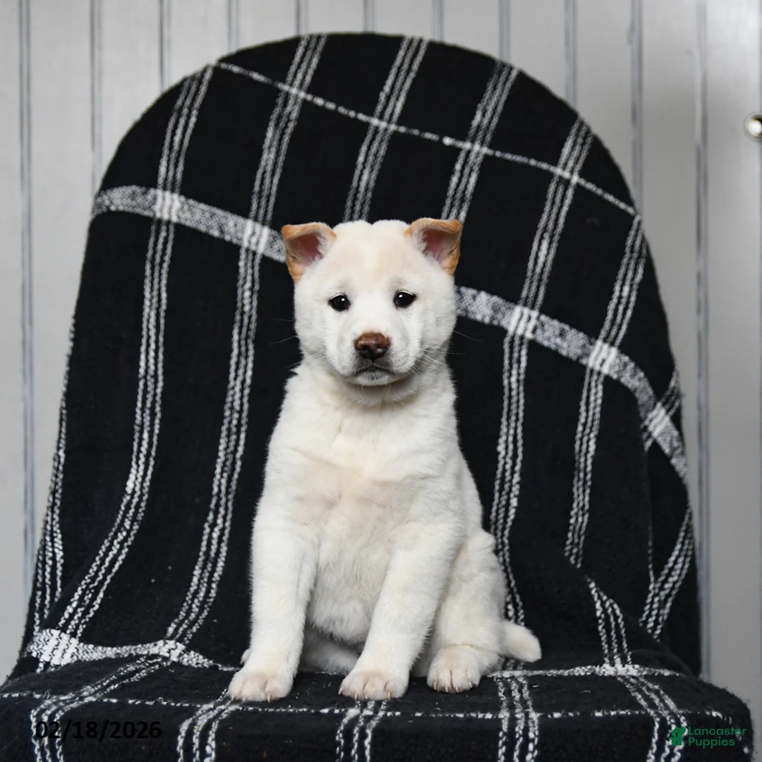 Shiba Inu dogs for sale: Spirit - Ad 1