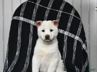 Shiba Inu dogs for sale: Spirit - Ad 1