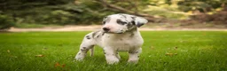 Great Dane dogs for sale: Blake Great Dane  - Ad 5