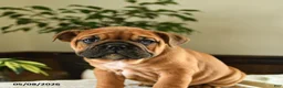 English Bulldog dogs for sale: Eleanor - Ad 2