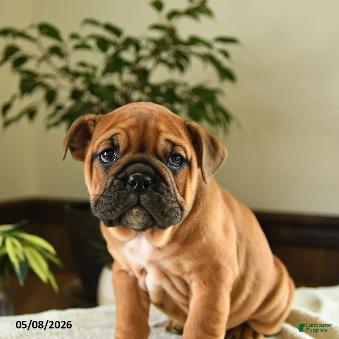 English Bulldog dogs for sale: Eleanor - Ad 2