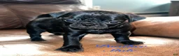 Pug dogs for sale: Panther - Ad 6