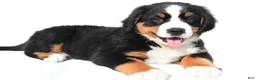Bernese Mountain Dog dogs for sale: Polly - Ad 1