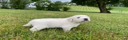 Golden Retriever dogs for sale: Louie - Ad 10