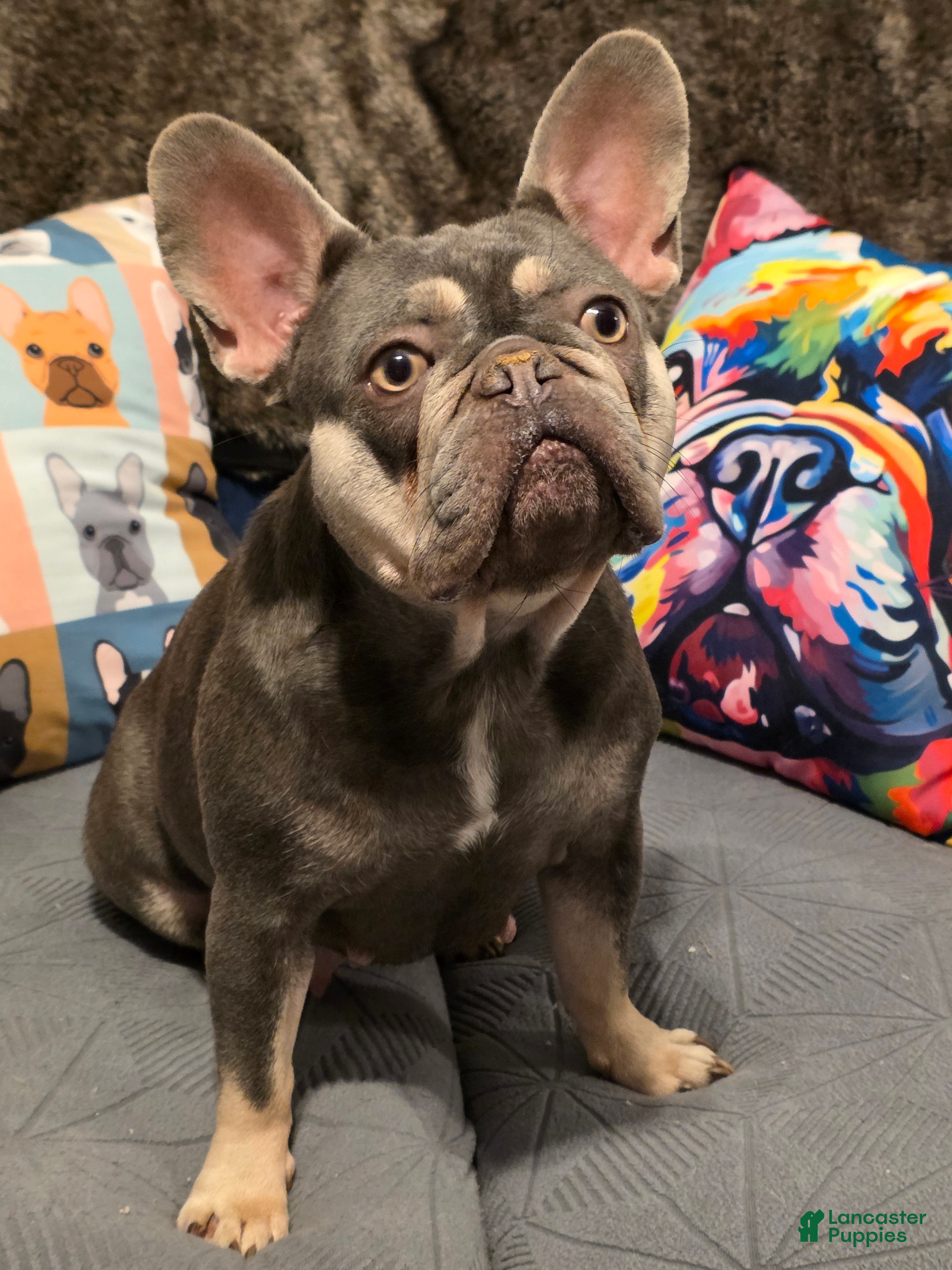French Bulldog dogs Peppermint Patty - Ad 2