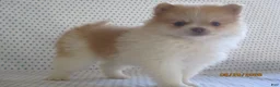 Pomeranian dogs for sale: Karla - Ad 3