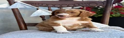 Goldendoodle dogs for sale: Carolina - Ad 11