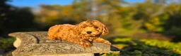 Cavapoo dogs for sale: Bryce - Ad 9