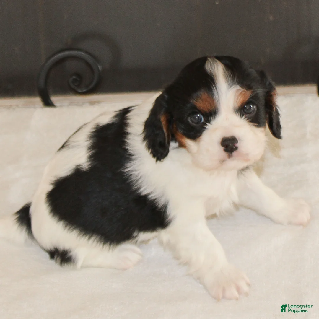 Cavalier King Charles Spaniel dogs for sale: Joey  - Ad 5