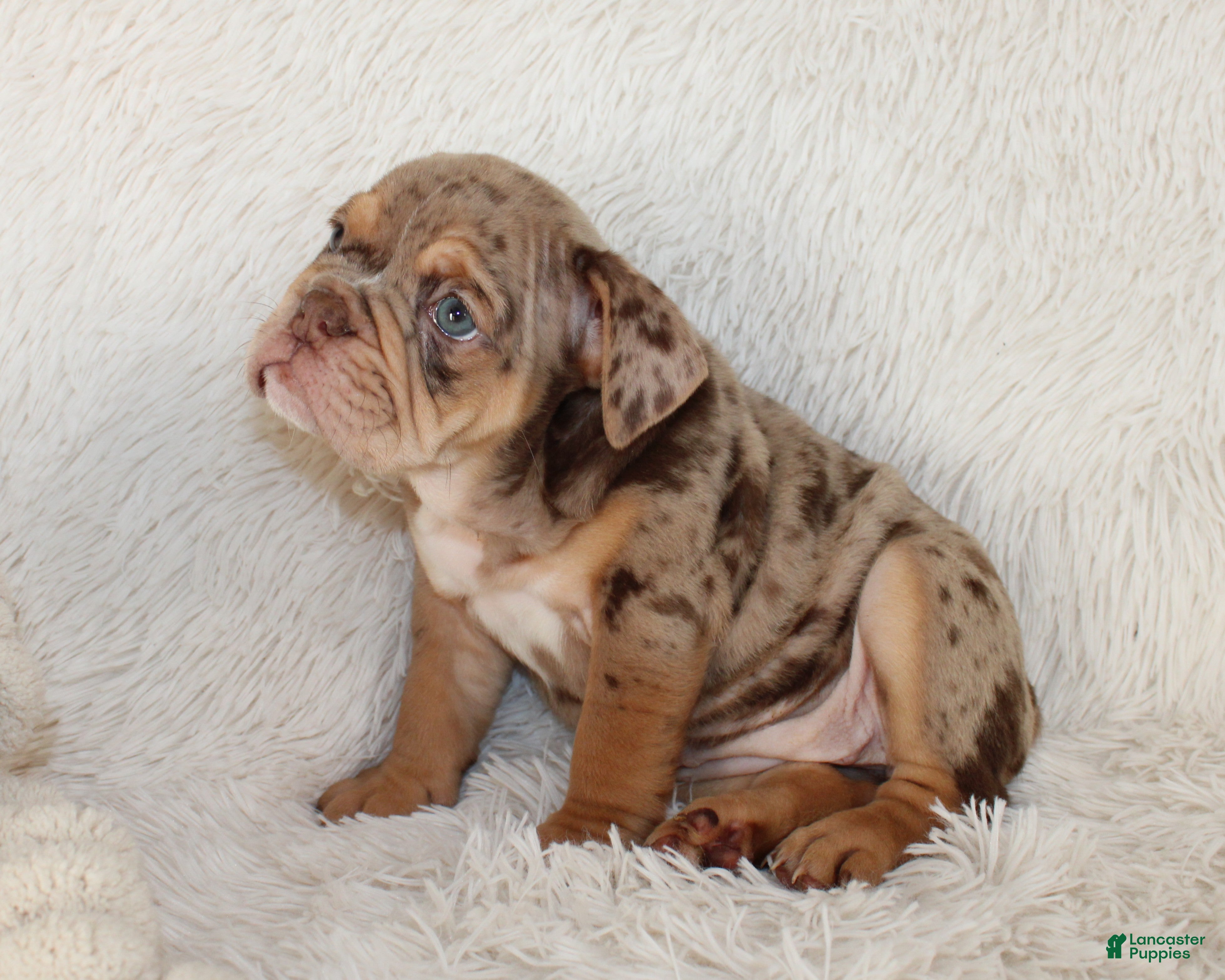English Bulldog dogs Kyah - Ad 2