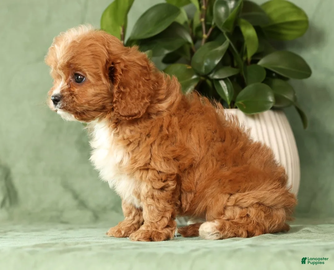 Cavapoo dogs for sale: Ingrid - Ad 9