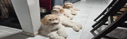 Goldendoodle dogs for sale: Maty - Ad 2