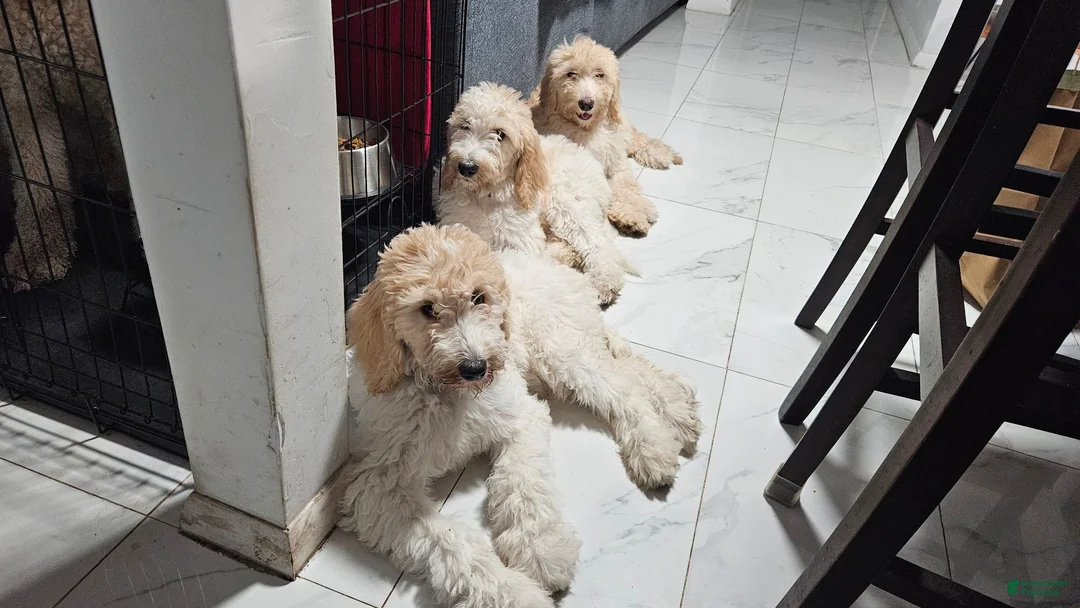 Goldendoodle dogs for sale: Maty - Ad 2