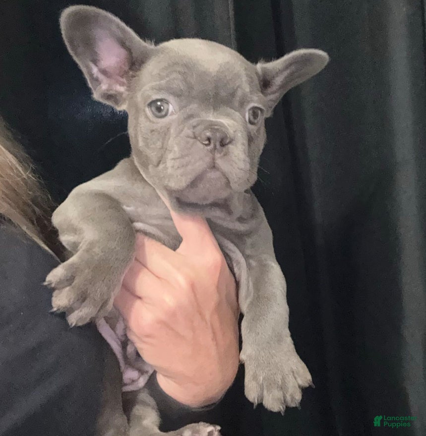 French Bulldog dogs for sale: French Bulldog Puppy 5 - Ad 3
