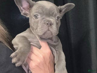 French Bulldog dogs French Bulldog Puppy 5 - Ad 25