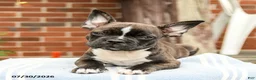 Frenchton dogs for sale: Dustin - Ad 3