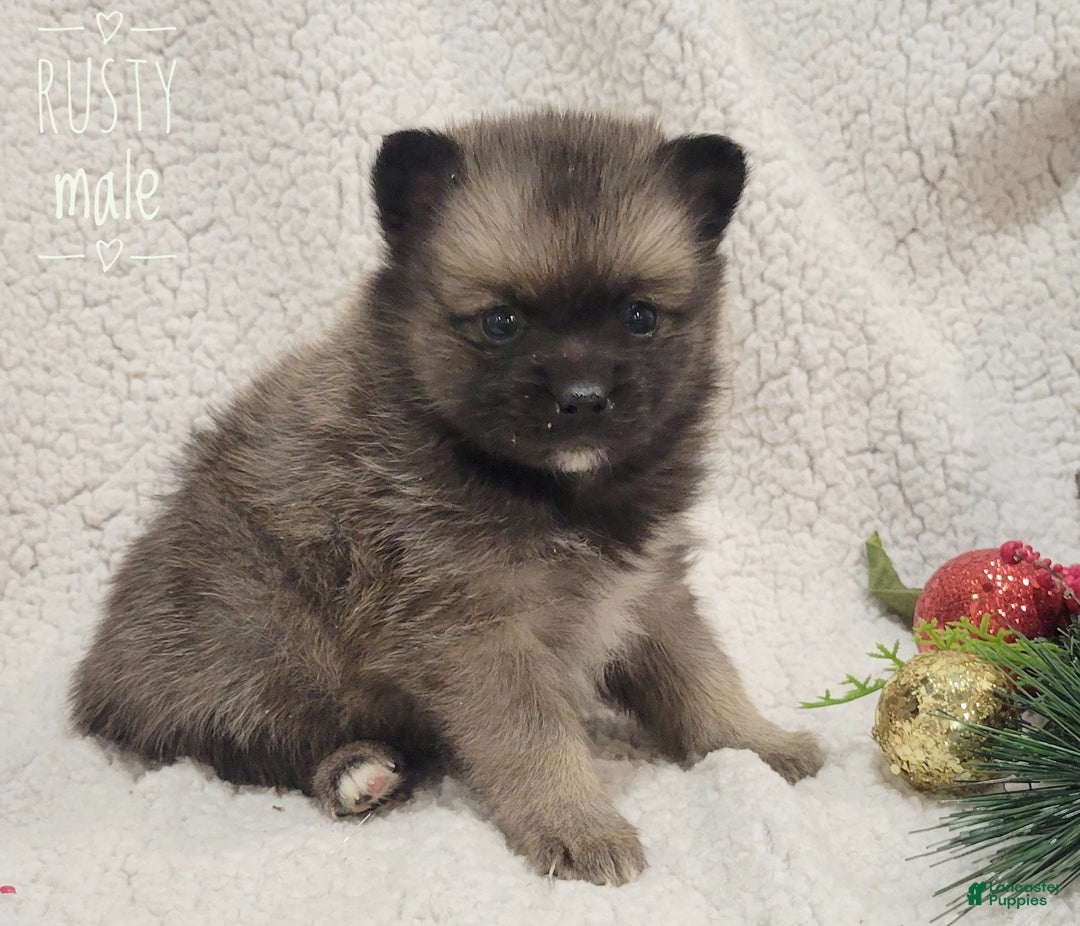 Pomsky dogs for sale: Rusty - Ad 4