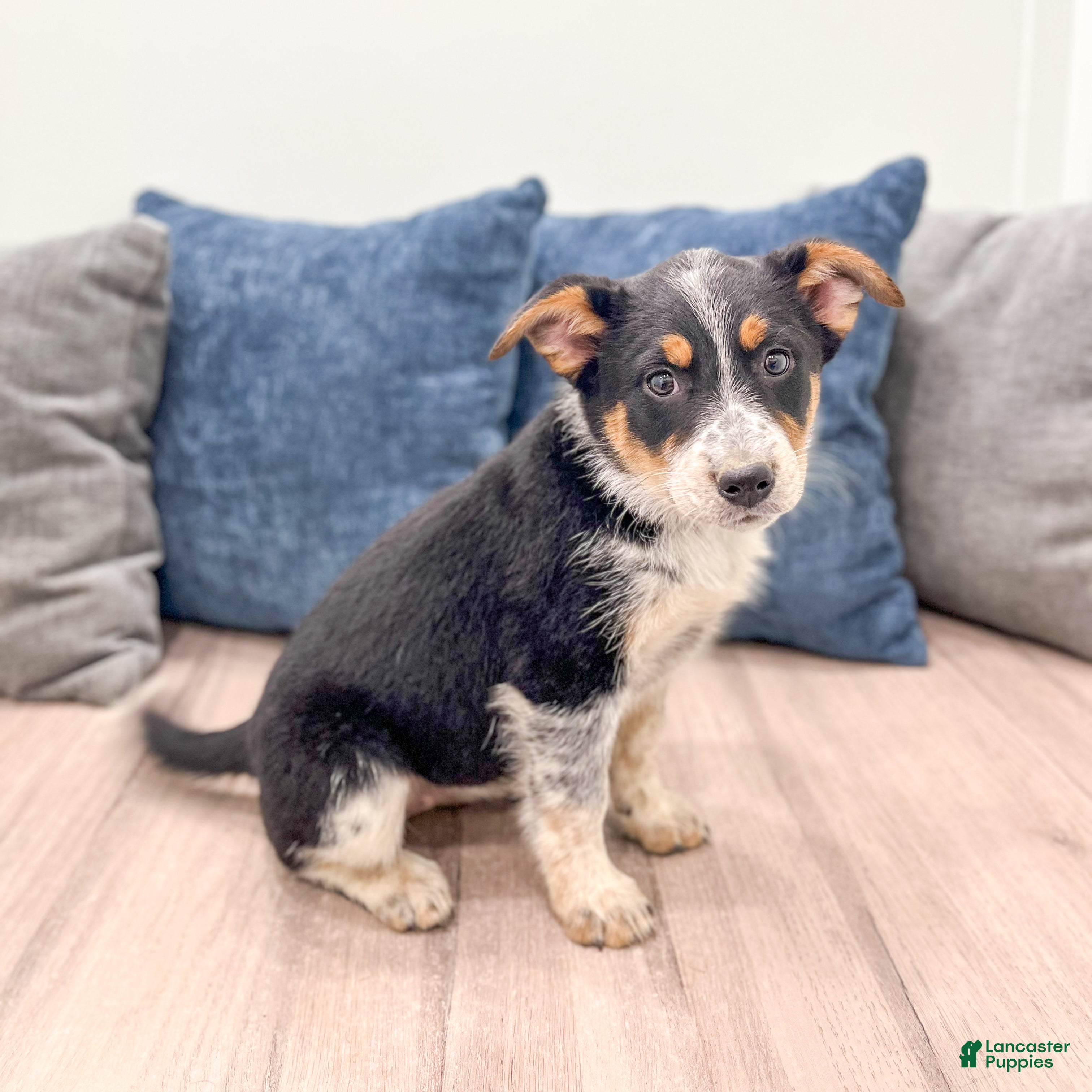 Australian Cattle Dog dogs for sale: Rory - Ad 5