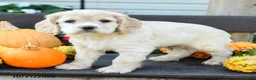 English Cocker Spaniel dogs for sale: Leo - Ad 1