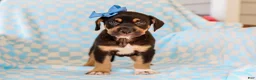 Mixed Breed dogs for sale: Allie Mixed Breed Pup - Ad 4