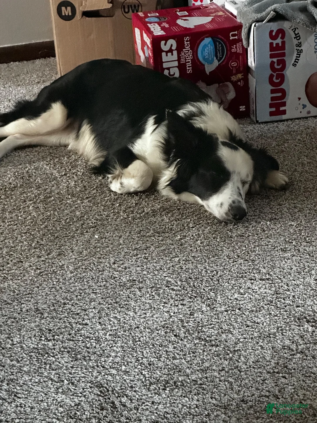 Border Collie dogs for sale: Border Collie 5 - Ad 10