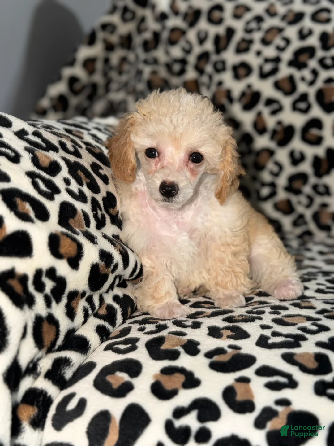 Toy Poodle dogs for sale: Cici - Ad 2