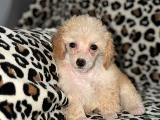 Toy Poodle dogs Cici - Ad 2
