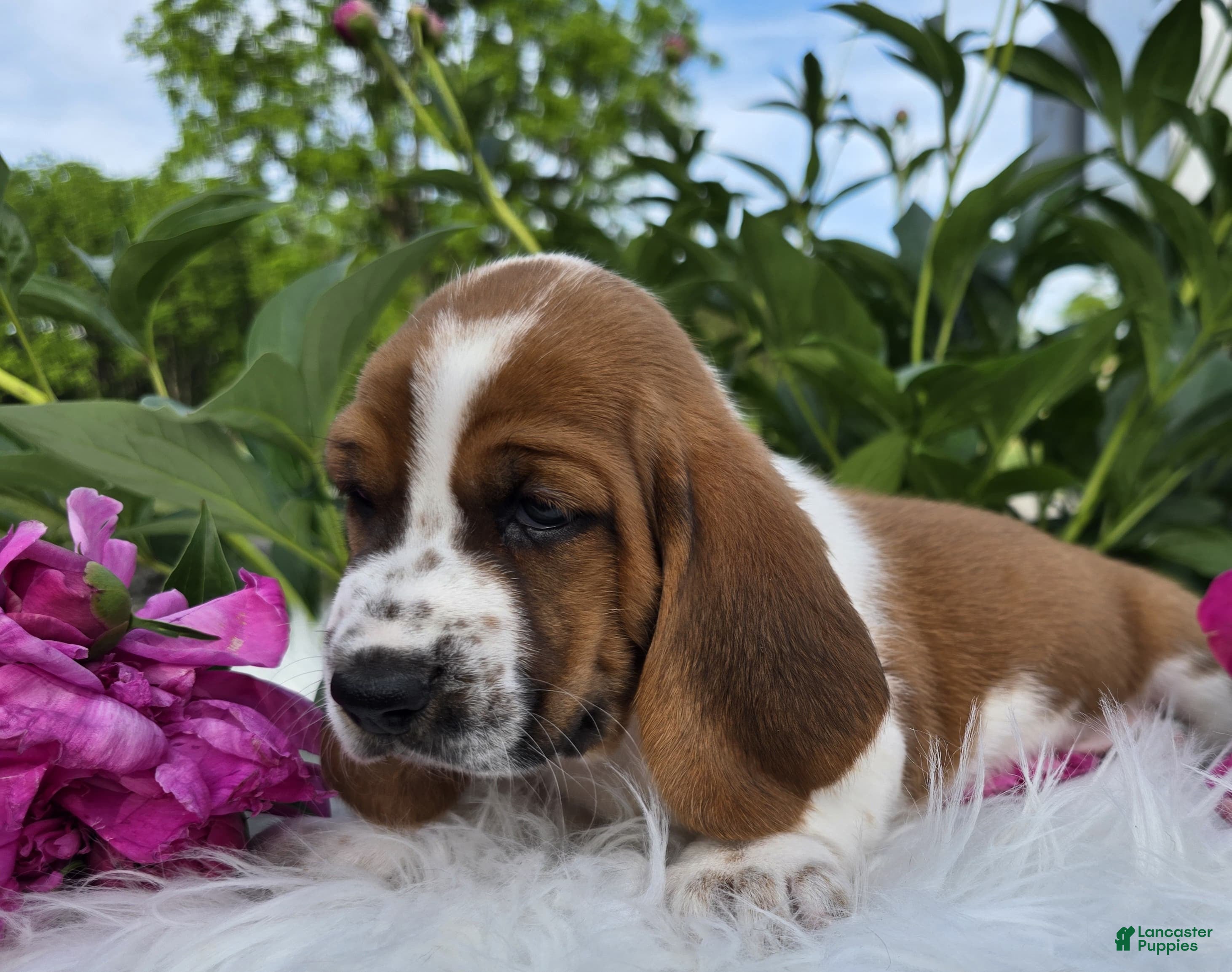 Basset Hound dogs for sale: Hattie - Ad 2