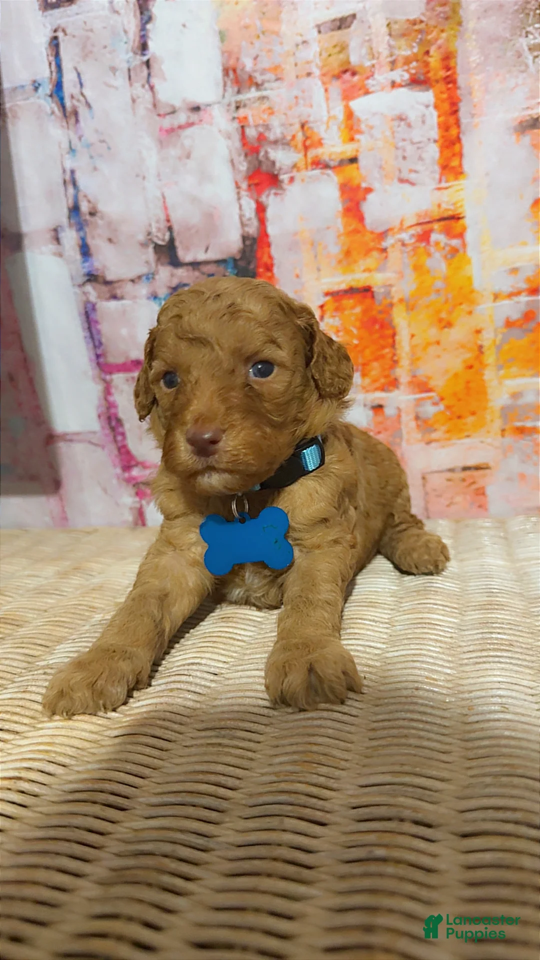 Mini Goldendoodle dogs for sale:  Puppy 5 - Ad 1