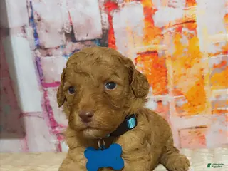 Mini Goldendoodle dogs Puppy 5 - Ad 21