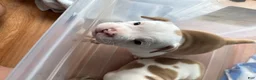 American Bully dogs for sale: American Bully 4 - Ad 3