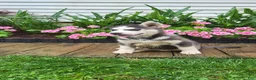 Siberian Husky dogs for sale: Jackson - Ad 3