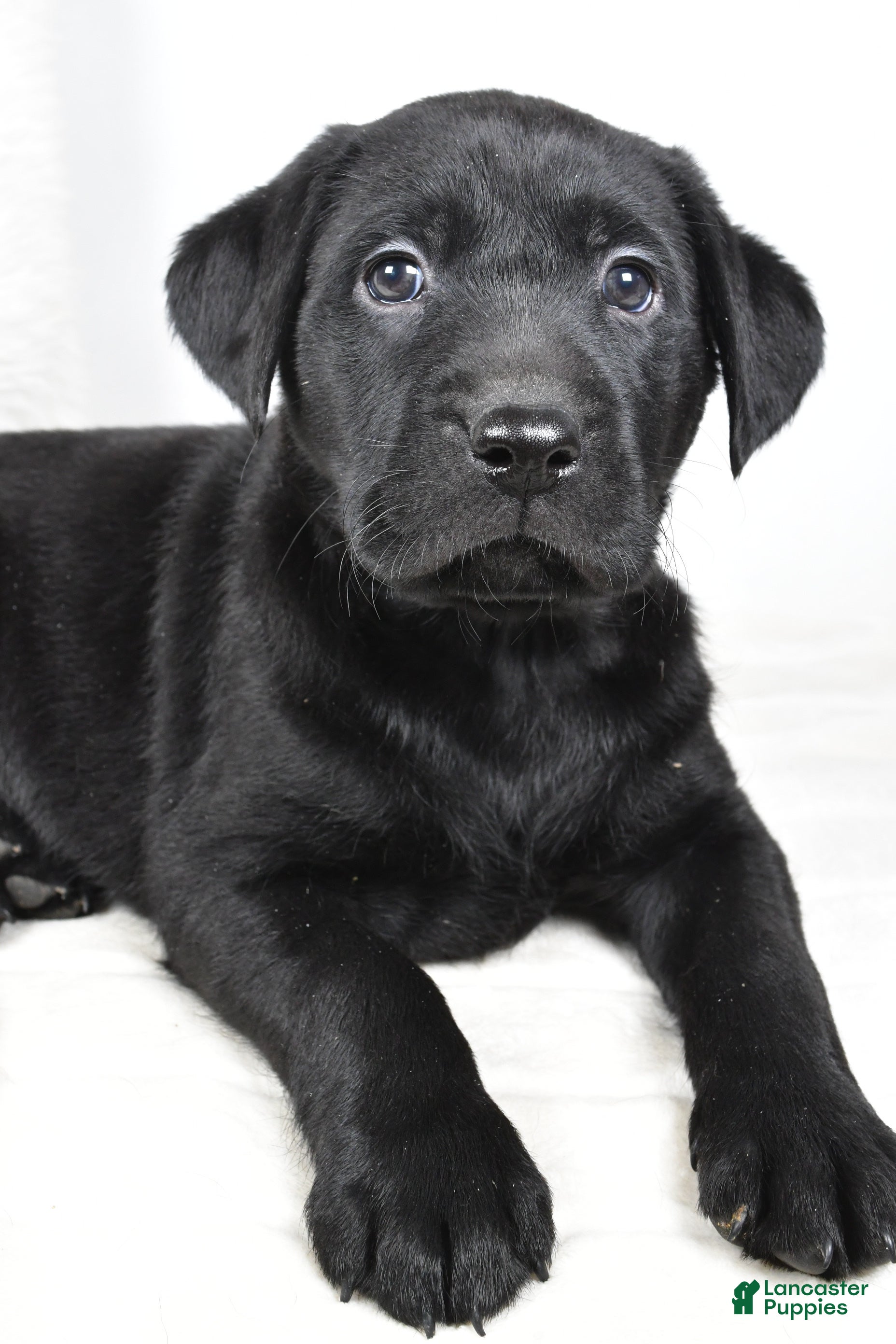 Labrador Retriever dogs Piper - Ad 13