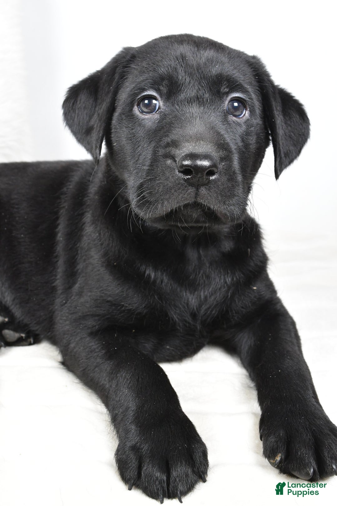 Labrador Retriever dogs for sale: Piper - Ad 1