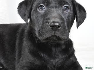 Labrador Retriever dogs Piper - Ad 13
