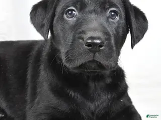 Labrador Retriever dogs Piper - Ad 8