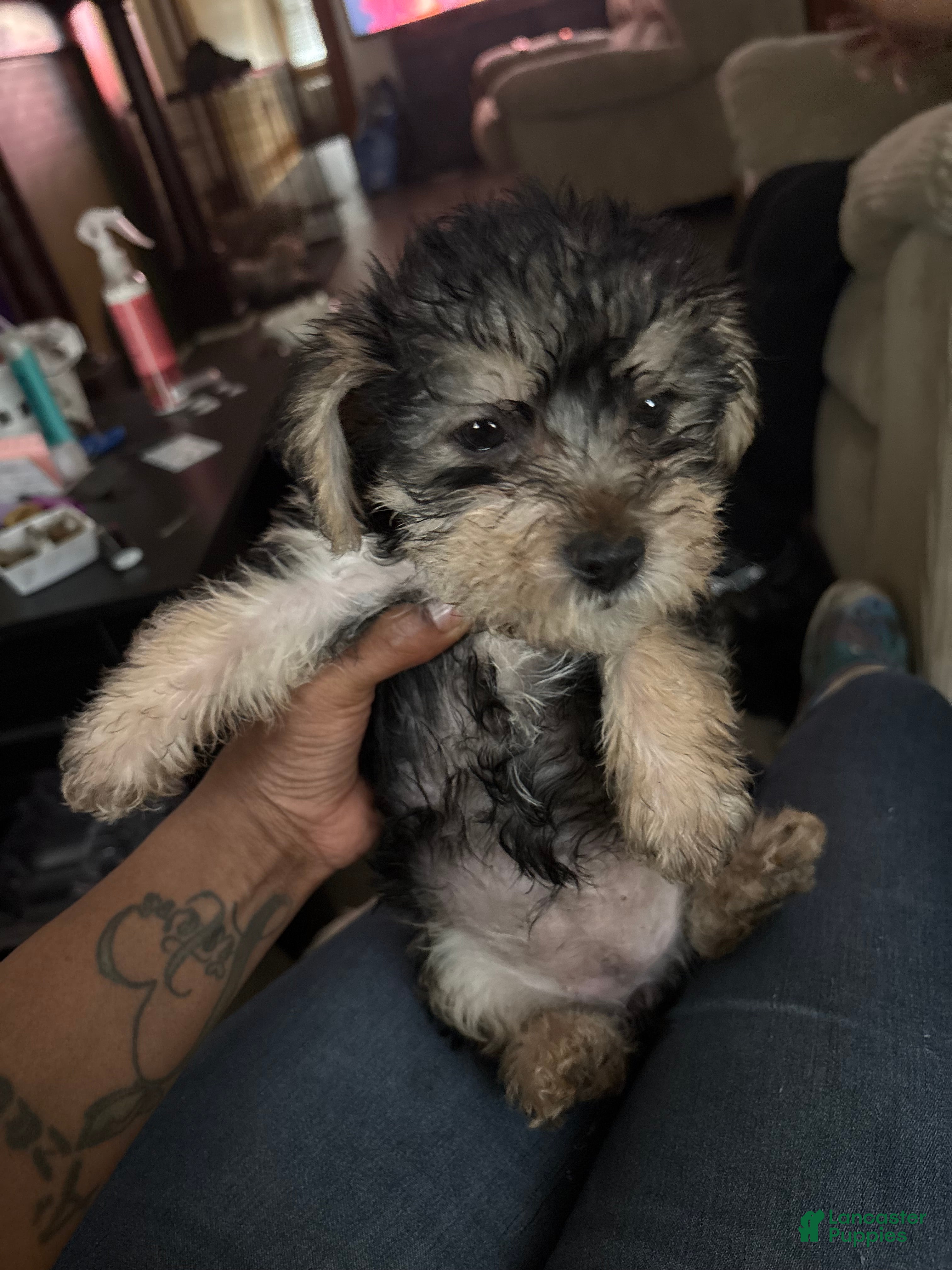 Yorkiepoo dogs Yorkiepoo Puppy 6 - Ad 34