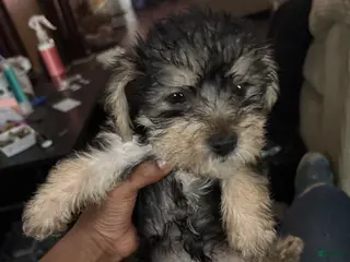 Yorkiepoo dogs Yorkiepoo Puppy 6 - Ad 31