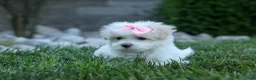 Maltese dogs for sale: OLENNA - Ad 5