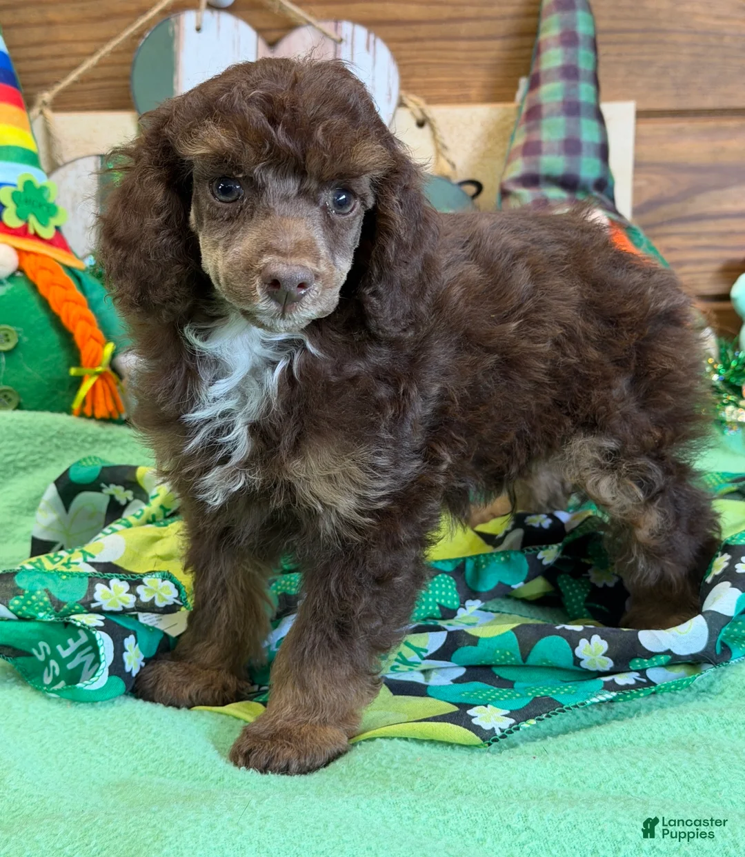 Miniature Poodle dogs for sale: Twix - Ad 1