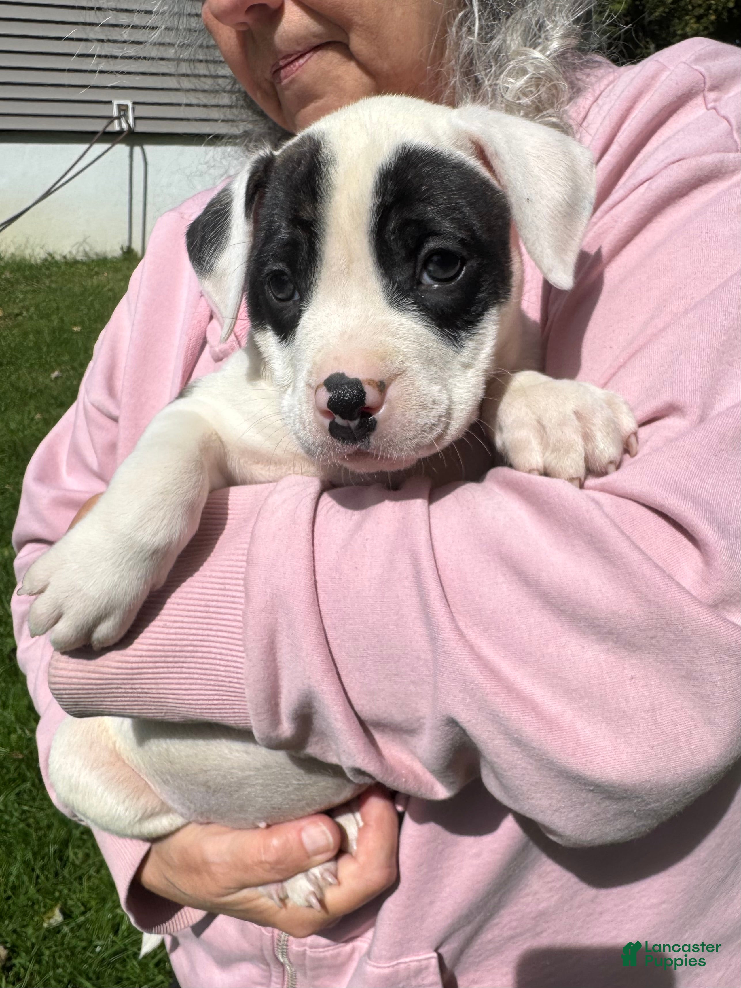 American Bulldog dogs Female 3 - Ad 2